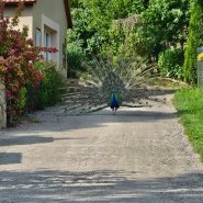 Výlet za odměnu 1.stupeň